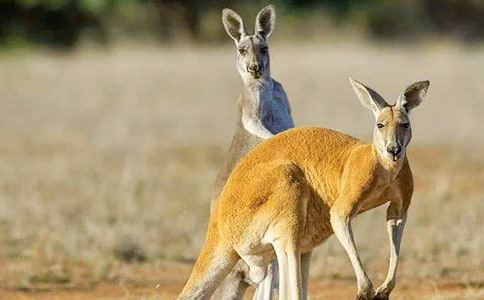 智救小袋鼠作文