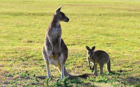 ��������300��3ƪ