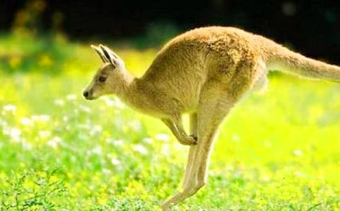 精选袋鼠作文300字三篇