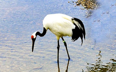 实用的丹顶鹤作文300字