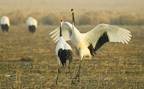 �����š�����������300��4ƪ