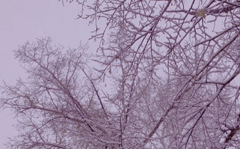 冬日即景作文要写景的