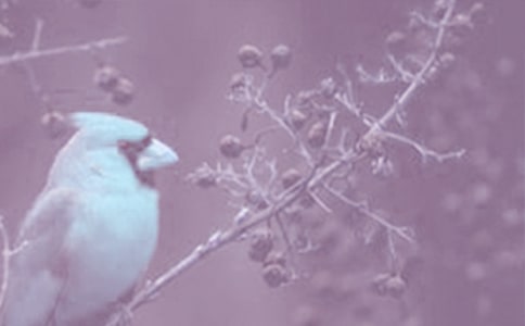 �Ӷ�ֲ�����ϵõ�����ʾ�������ģ���ѡ70ƪ��