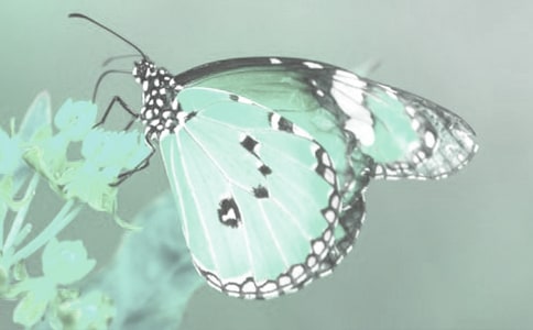 �Ӷ�ֲ�����ϵõ�����ʾ����