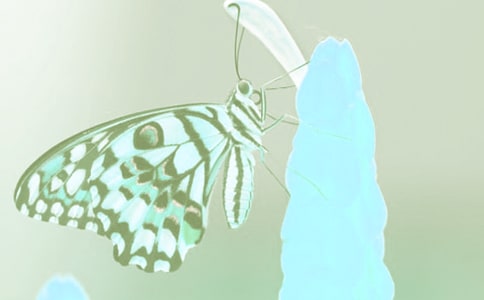 �Ӷ�ֲ�����ϵõ�����ʾ�����ģ�ͨ��47ƪ��