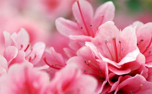 杜鹃花四年级作文