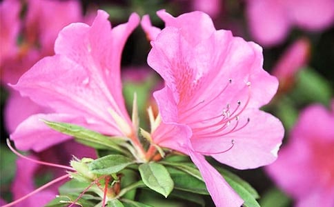 �ž黨Сѧ����