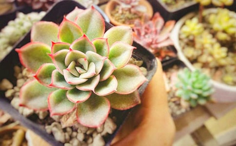 ��������300��4ƪ