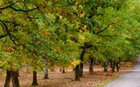 �����š����з羰���ļ���8ƪ