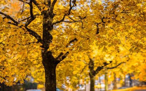 ���ķ羰������400��