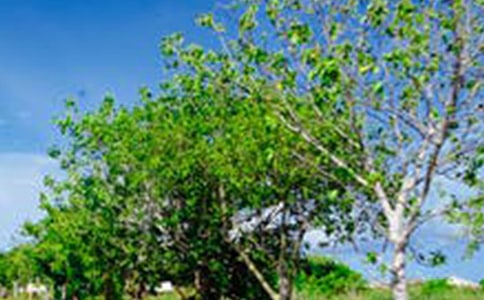 ���꼶�羰���ļ���7ƪ