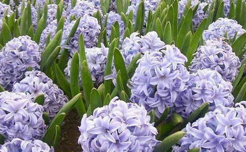 ����������500��3ƪ