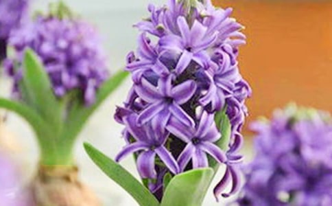 �����ӳ�������