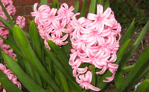 风信子四年级高分作文