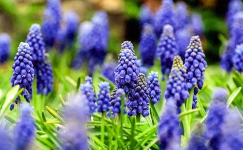 风信子作文300字