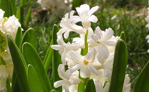 ���������꼶����15ƪ