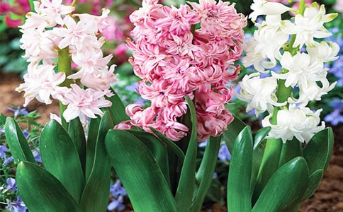 ������Сѧ����