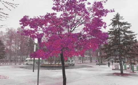 有关风雪的作文300字4篇