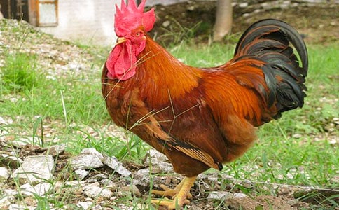 �󹫼�Сѧ����(15ƪ)