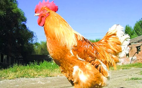 ���ڴ󹫼������꼶���ģ���ѡ58ƪ��