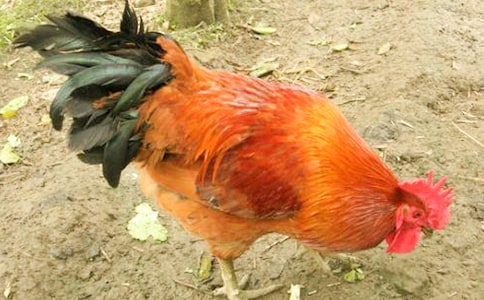 ����Сѧ���� 15ƪ