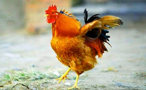 �ö������������꼶