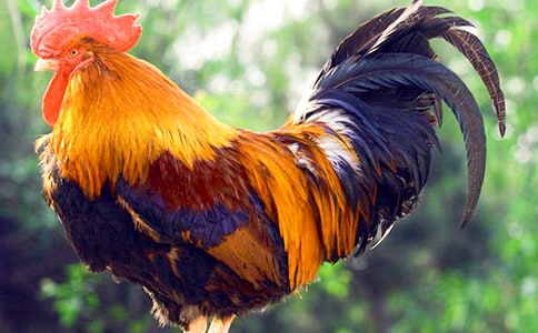 ���ڹ�������600��4ƪ