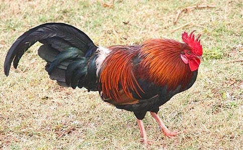 ���ڹ���������700�֣���ѡ25ƪ��