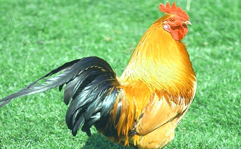 ��������300��3ƪ