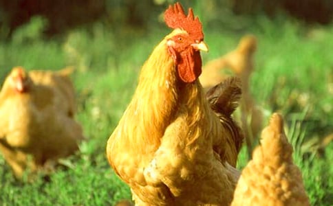 ��������300�֣�����3ƪ��