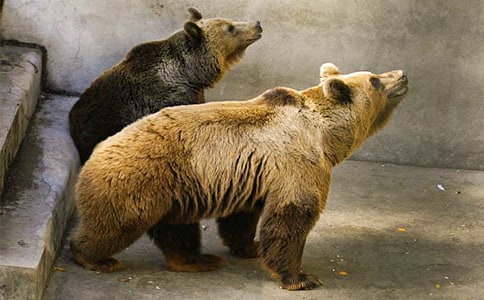 狗熊作文500字3篇