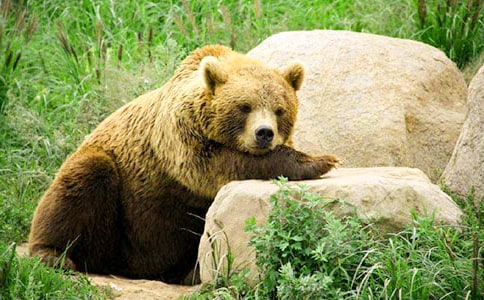 狗熊作文500字五篇