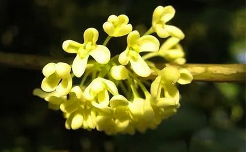 关于桂花作文300字四篇