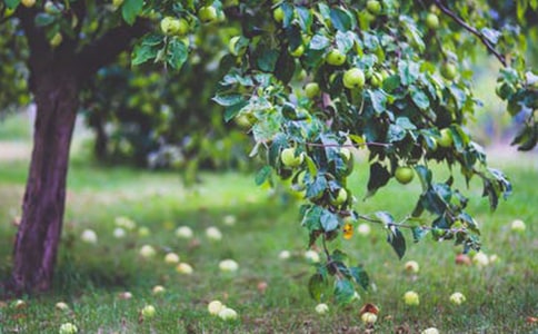 精选果园作文300字九篇