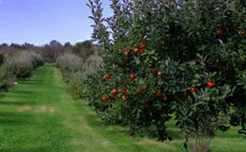 (�ϼ�)��԰������300��4ƪ