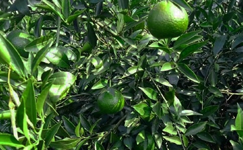 ��԰����300��3ƪ����ѡ��