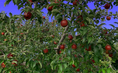 ���յĹ�԰����300��7ƪ