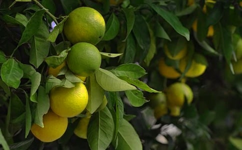 ��԰����400��