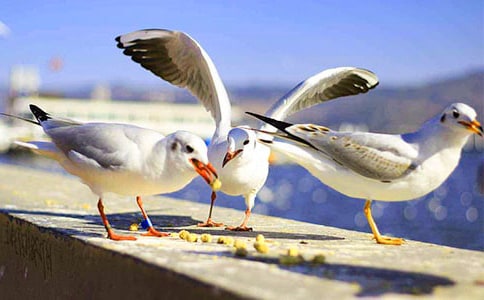 ��ŸСѧ���ģ���ѡ10ƪ��