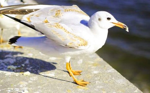 ��Ÿ����ɭ�����(�ϼ�15ƪ)