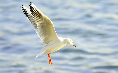 ������Ÿ����ɭ���и�