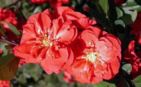 ����ѡ����������500��3ƪ