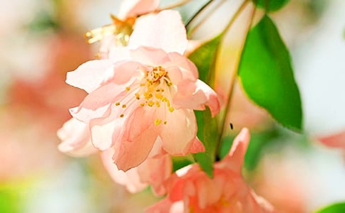 【热门】海棠作文500字四篇