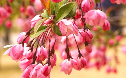 ��ѡ��������500��3ƪ