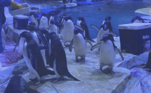 ��ۺ���԰����11ƪ