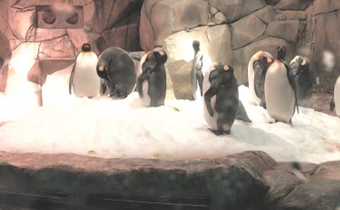 �����š�����԰֮������