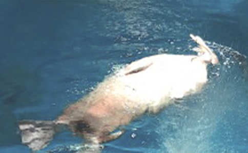 �����ں���԰����2ƪ