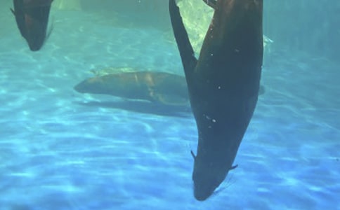 �����ں���԰����