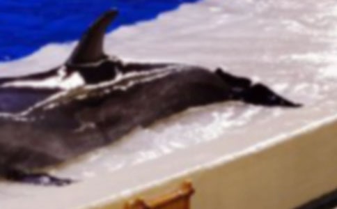 ��ʵ�á����������300��3ƪ