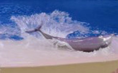 海豚的作文300字三篇